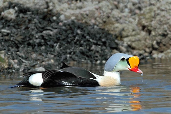 King Eider