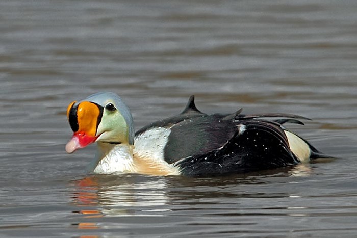 King Eider