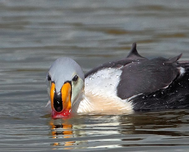 King Eider