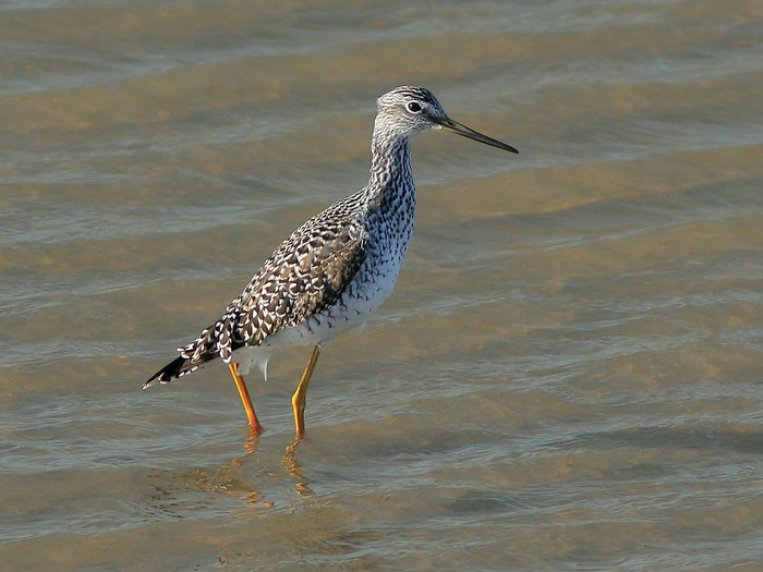 Greater Yellowlegs