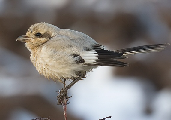Steppe Grey Shrike