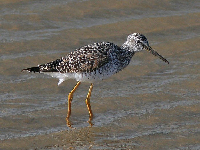 Greater Yellowlegs