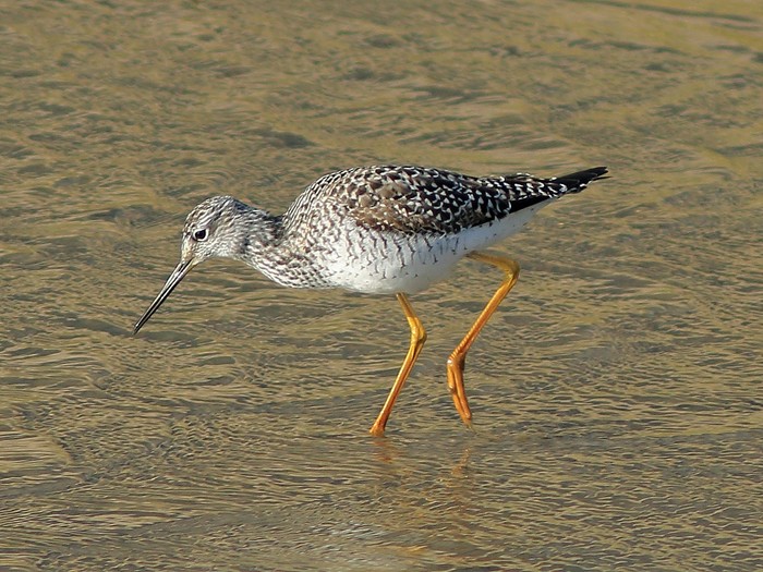 Greater Yellowlegs
