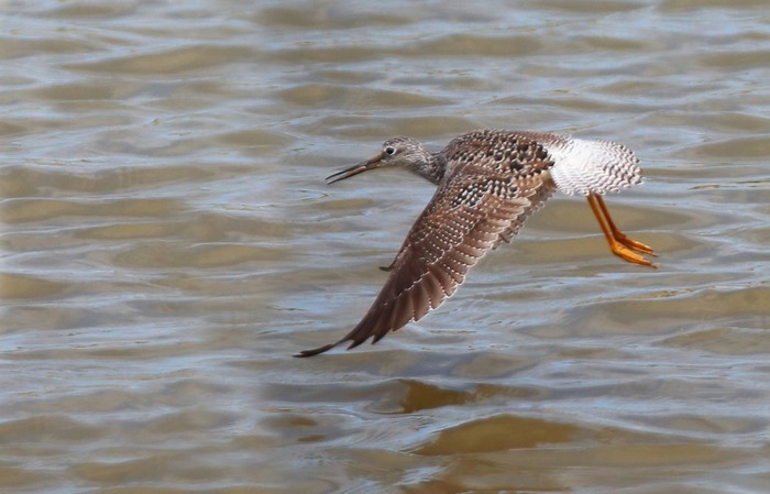 Greater Yellowlegs