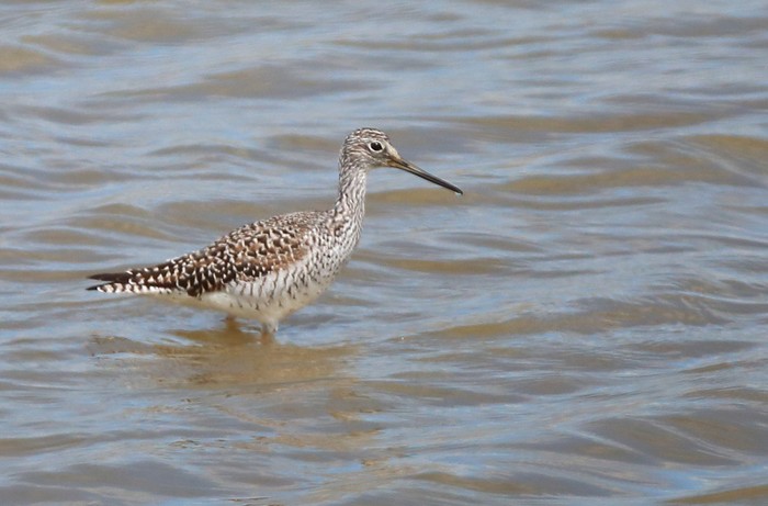Greater Yellowlegs