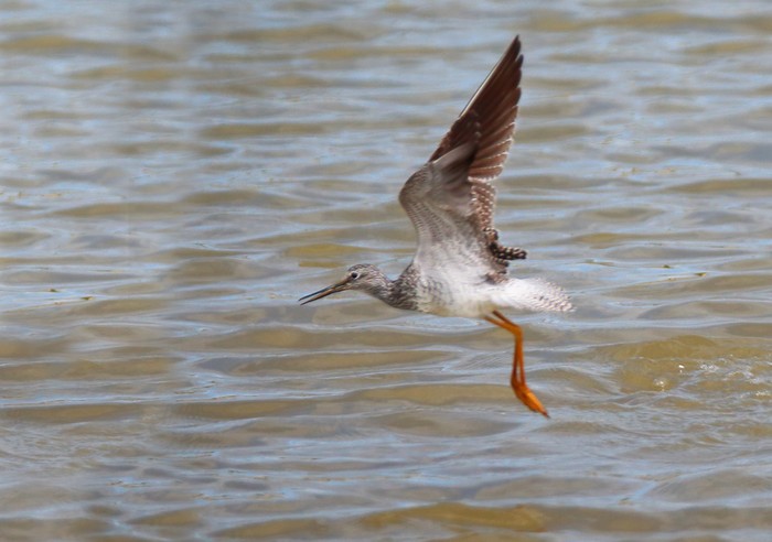 Lesser Yellowlegs