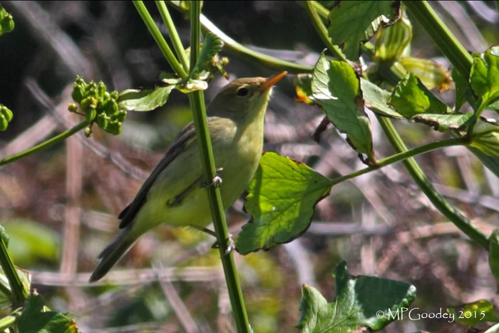 Melodious Warbler