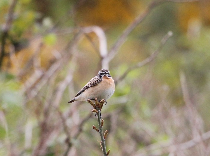 Whinchat