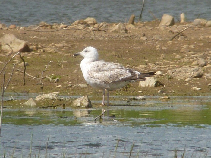 Caspian Gull
