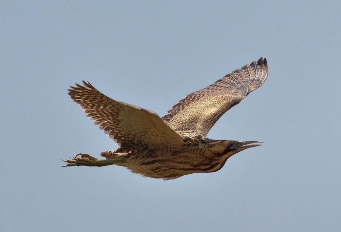 Bittern