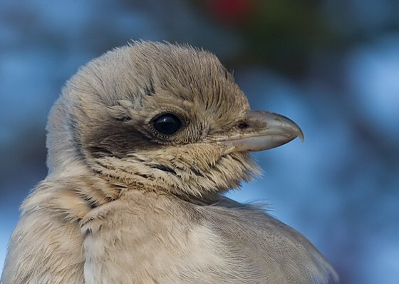 Steppe Grey Shrike