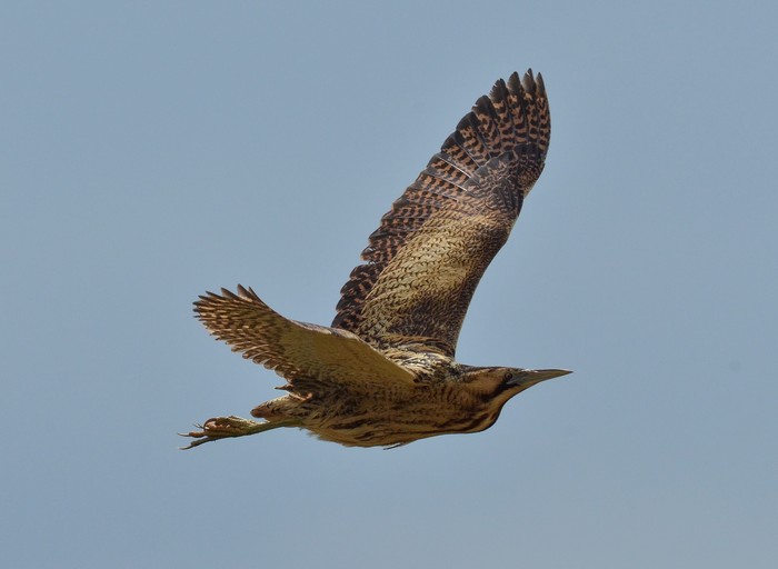 Bittern