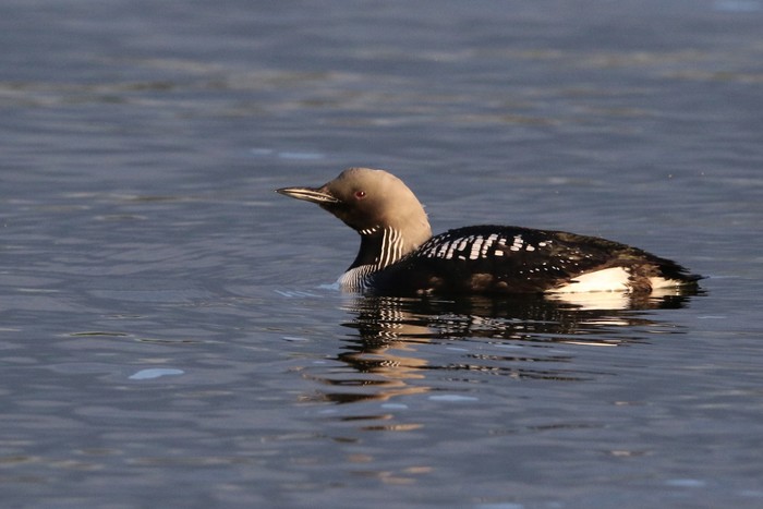 Black-throated Diver