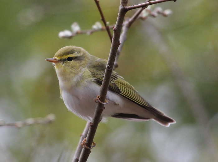 Wood Warbler