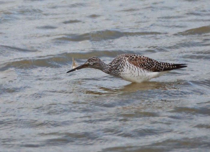 Greater Yellowlegs