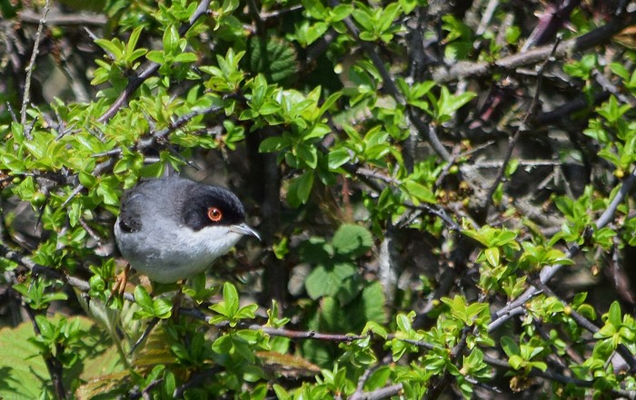 Sardinian Warbler