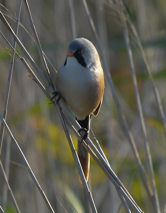 Bearded Tit