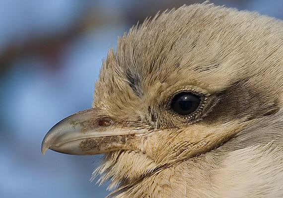 Steppe Grey Shrike