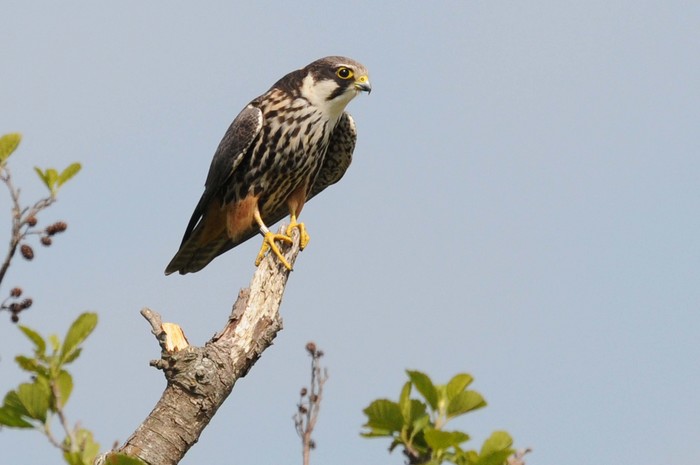 Hobby