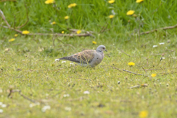 Turtle Dove