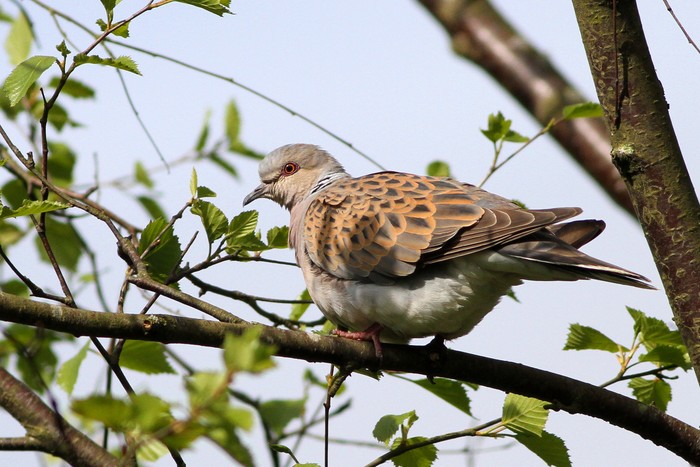 Turtle Dove