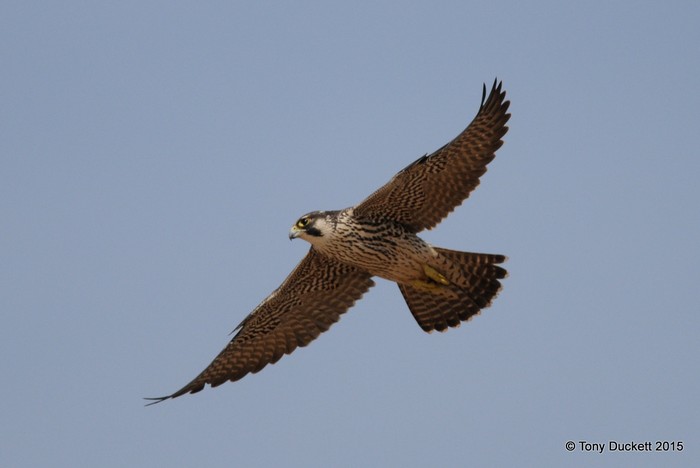 Peregrine