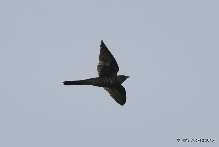 Cuckoo