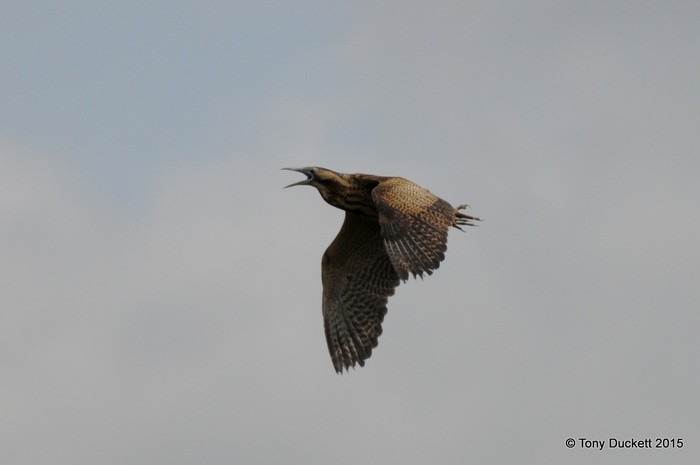 Bittern