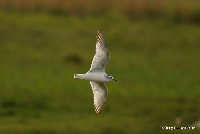 Little Gull