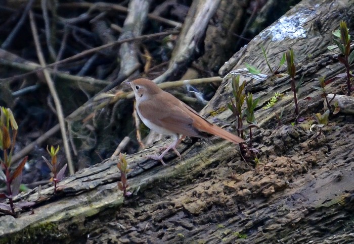 Nightingale