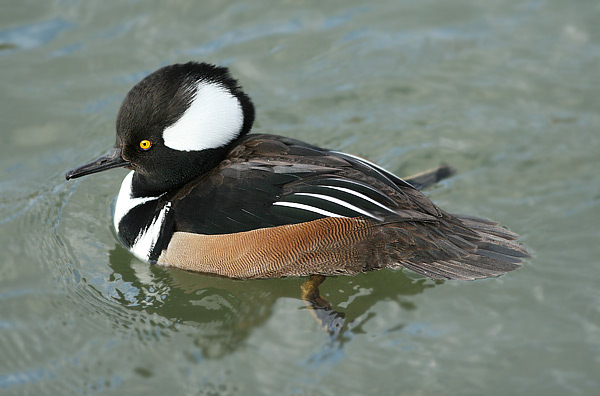Hooded Merganser