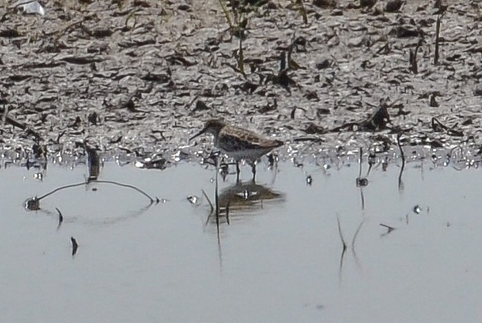 Broad-billed Sandpiper