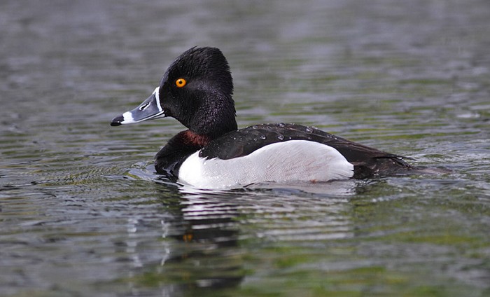 Ring-necked Duck