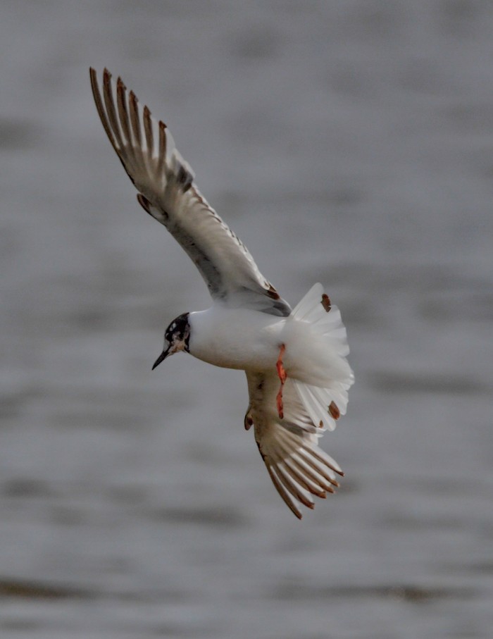 Little Gull