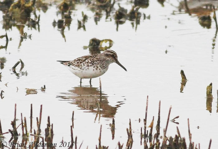 Broad-billed Sandpiper