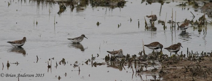 Broad-billed Sandpiper