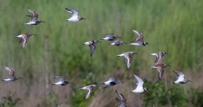 Broad-billed Sandpiper