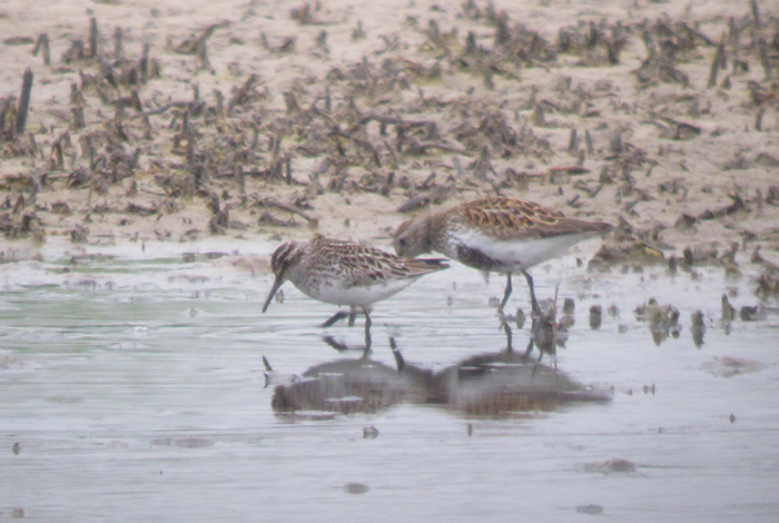 Broad-billed Sandpiper