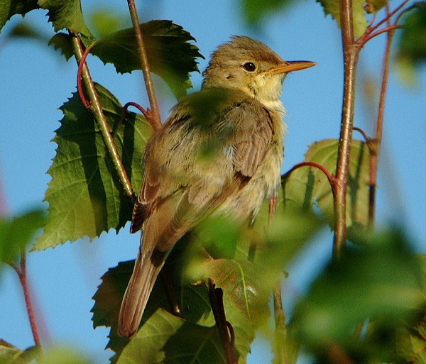 Melodious Warbler