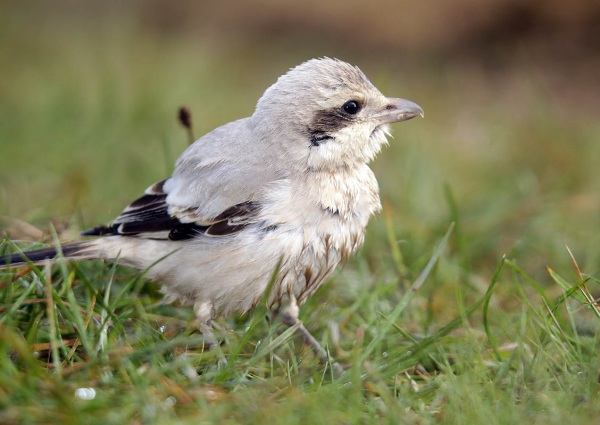 Steppe Grey Shrike