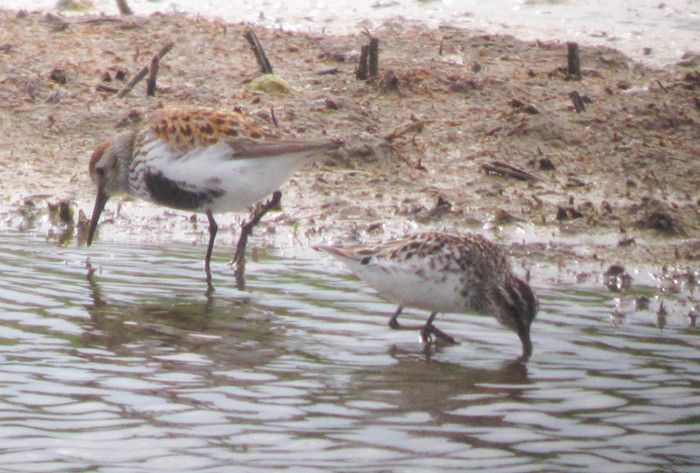 Broad-billed Sandpiper