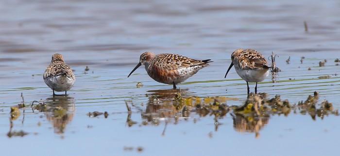 Curlew Sandpiper