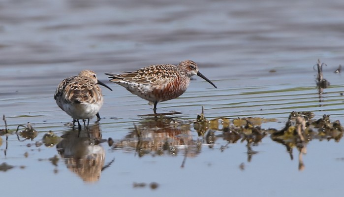 Curlew Sandpiper