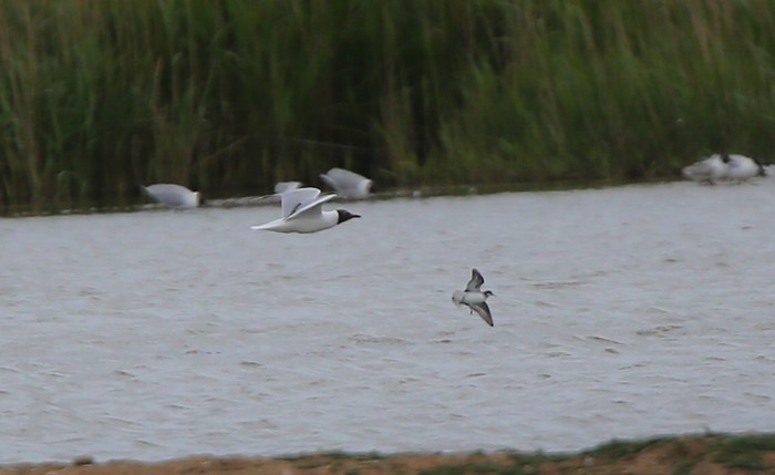 Red-necked Phalarope