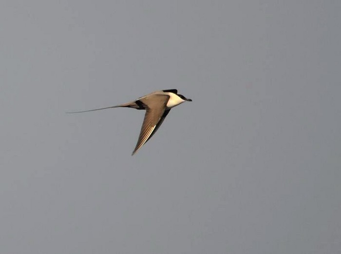 Long-tailed Skua