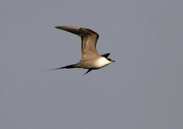 Long-tailed Skua