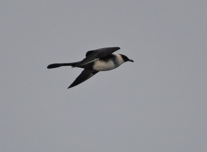 Pomarine Skua