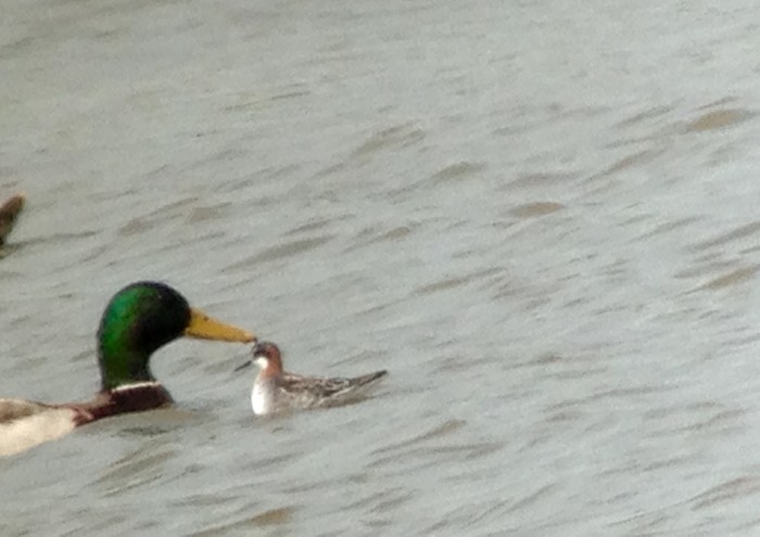 Red-necked Phalarope