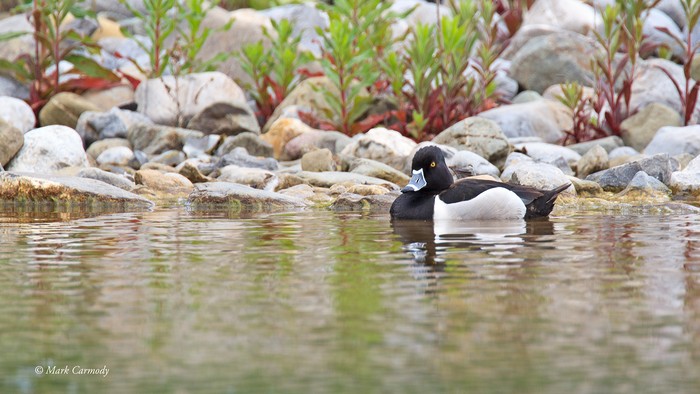 Ring-necked Duck
