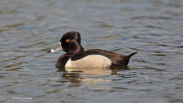 Ring-necked Duck